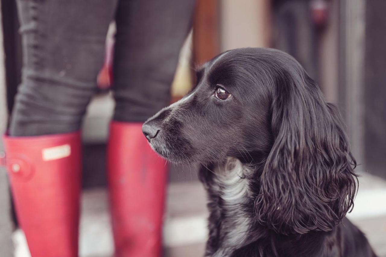 Longlands Inn&Cottages Carnforth Exteriör bild A black and white English Cocker Spaniel
